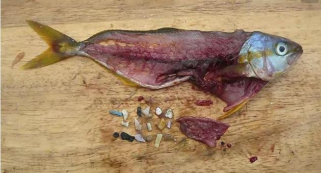 震驚！首次確認：人體已被微塑料污染！